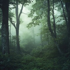 Obraz premium A serene misty forest with lush green trees, creating a tranquil and enchanting atmosphere perfect for nature enthusiasts.