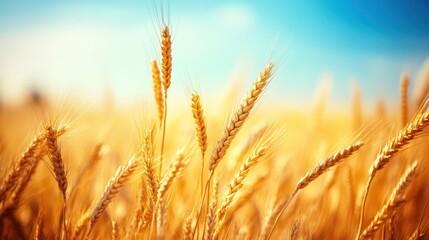Fototapeta premium Golden Wheat Field Under a Blue Sky