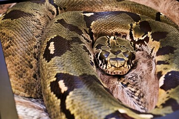 Obraz premium Boa Snake skin abstract textured