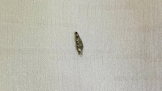 Clothes moth(Tinea pellionella) larvae moving and feeding on fabrics. The larva eats mainly fibrous keratin, such as hairs and feathers.