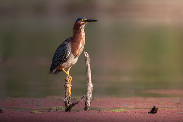 Green Heron watching over a calm lake.