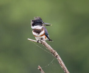Belted Kingfisher perched over the marsh.