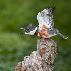 Belted Kingfisher vocalizing.