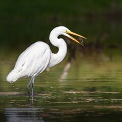 Great White Egret wading in the marsh