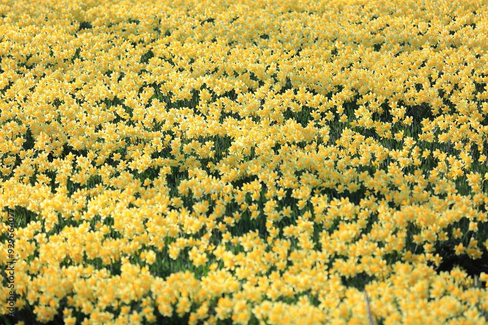 Wall mural Spring view of yellow daffodil flowers at House of Yu Gi-bang near Seosan-si, South Korea 