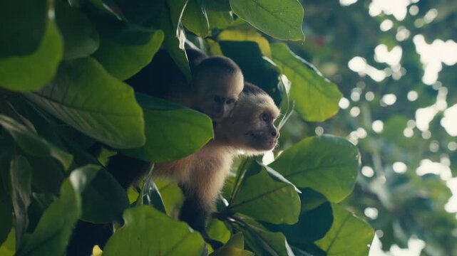 Curious wild Capuchin Monkey in a tropical jungle 