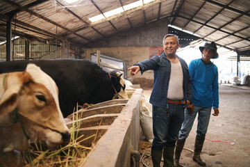 Two Asian Man In Cowshed Talking About Cow Health 