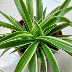 Obraz premium Green tropical leaves aesthetic plants foliage for background, wallpaper, and etc | gardening natural photos