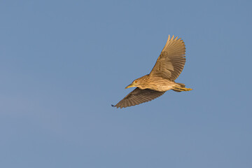 Black-Crowned Night-Heron
