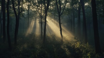 Obraz premium A serene forest scene with sunlight filtering through trees, creating an ethereal atmosphere.