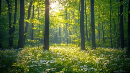 Obraz premium A serene forest scene with sunlight filtering through trees and wildflowers in bloom.