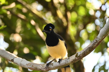 Bird in the rainforest