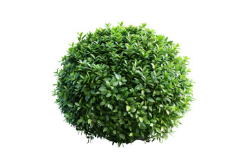Obraz premium Round bush on white background.