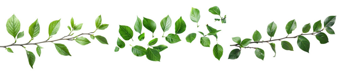 Fototapeta premium Branch with green leaves on white background.