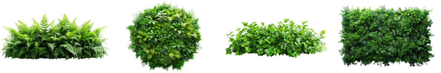Lush greenery on white background.