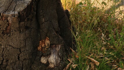 Forest with rotting stumps and dead leaf ground