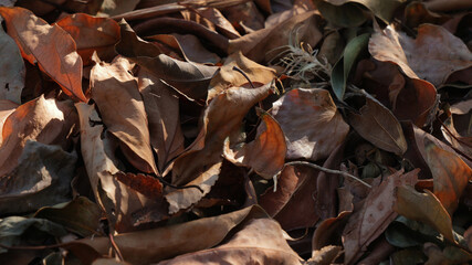 Fototapeta premium A pile of fallen leaves bathed in the late autumn sunset