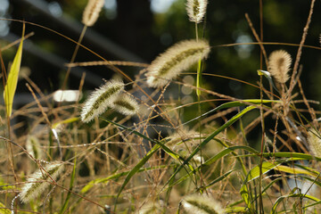 Grass swaying in the wind reflecting the autumn sunset