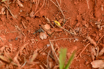 Different big ant carrying food to anthill, nest