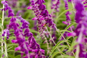 Lavender plantation field, background and texture