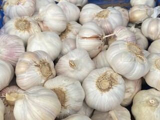 nature,plant,animal,green,flower