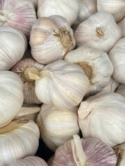 nature,plant,animal,green,flower