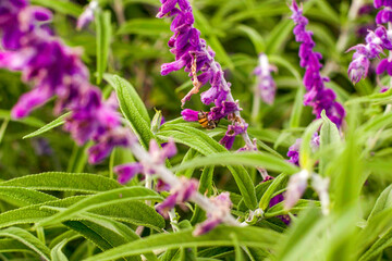 Bee collecting pollen and honey from lavender flower in pink flower garden