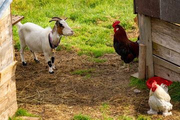 Animals on the farm: a white goat, a rooster and a hen