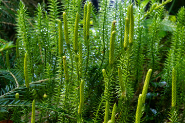 Spinulum annotinum, or Lycopodium annotinum, known as interrupted club-moss, or stiff clubmoss....