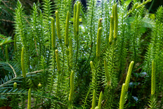 Spinulum annotinum, or Lycopodium annotinum, known as interrupted club-moss, or stiff clubmoss. Seen in Tyrol, Austria. It occurs in moist, acidic, shady forests and is endangered due to its rarity