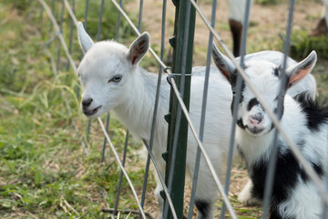 A young white Nigerian dwarf goat kid pokes her head through a fence opening.  