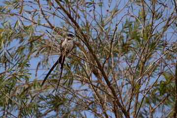 Earwig bird on a tree branch camouflaged with a blue sky in the background, Tyrannus savana