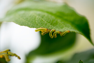 Green leaf caterpillars eat leaves in the middle of the rainy season