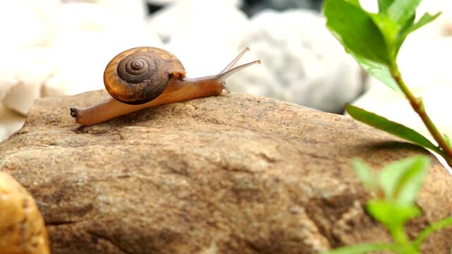 Little snail is climbing on rock, out door Chiangmai Thailand.