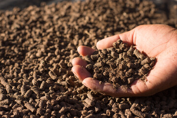 Manure or animal waste pellets in the hands of a farmer man, used for cultivation and agriculture.