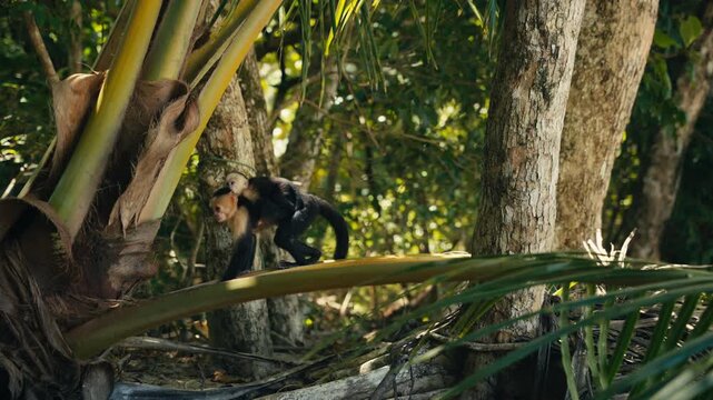 Curious wild Capuchin Monkey in a tropical jungle 