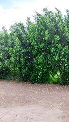 Fototapeta premium Conocarpus tree plants