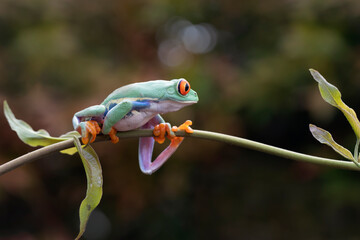Red-eyed tree frog closeup on branch, Red-eyed tree frog (Agalychnis callidryas) closeup, Exotic animal of rain forest