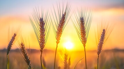 Golden wheat stalks silhouetted against a vibrant sunset.