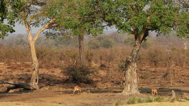 Impala antelopes (Aepyceros melampus) under large sycamore fig trees (Ficus sycomorus), Kruger National Park, South Africa