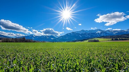 Vibrant green field under a brilliant sun and snowy mountain peaks in the background.