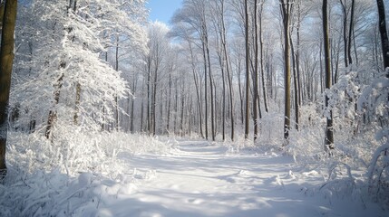 Obraz premium A serene winter landscape with snow-covered trees and a peaceful path.