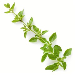 Fototapeta premium 3D Basil Leaves as Design Element