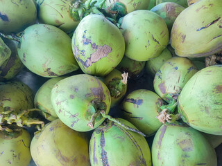 Pile of fresh green coconuts from the garden