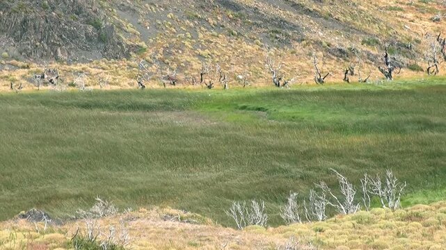 A field with a few trees and a few birds. The field is mostly green with some brown patches