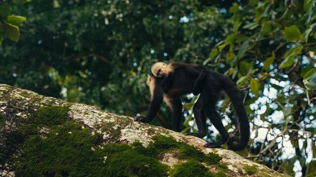 Curious wild Capuchin Monkey in a tropical jungle 