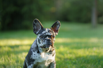 A French Bulldog shows a deep, thoughtful expression, looking up with keen eyes in a serene green backdrop.