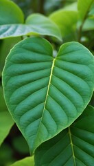 Nature of dark green leaf in garden. Natural green leaves plants using background cover page environment ecology or greenery wallpaper. Ai generated image.