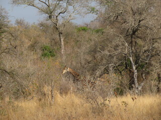 cheetah in serengeti