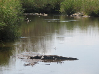 alligator in the river